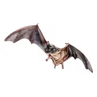 Free-tailed bat | Types of Bats Breeds with Names