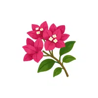 Freesia