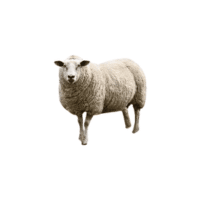 Friesland sheep