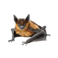 Fruit bat | Types of Bats Breeds with Names