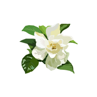 Gardenia | Plants and Their Names