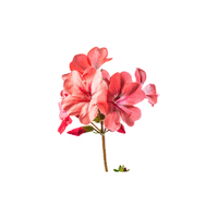 Geranium | Plants and Their Names