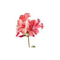 Geranium | Plants and Their Names