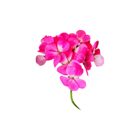 Geranium | Flowers Names in English