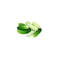 Gherkin Cucumber | Types of Cucumbers with Names