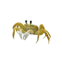 Ghost Crab | Types of Crabs with Names in English