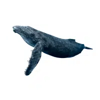 Giant Whale | Types of Whales with Names in English