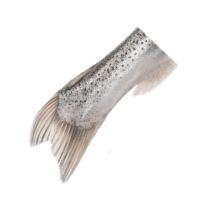 Gill arch | Parts of Fish