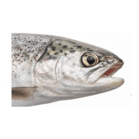 Gill cover | Parts of Fish