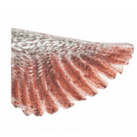 Gill filament | Parts of Fish