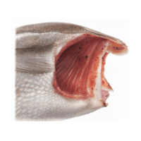 Gill | Parts of Fish