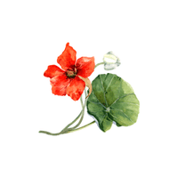 Gladiolus