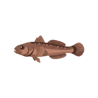 Goby | Types of Fish with Names in English