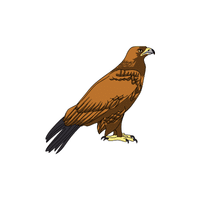 Golden Eagle