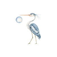 Goliath Heron | Water Birds Names
