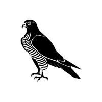 Goshawk
