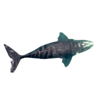 Gray Whale | Types of Whales with Names in English