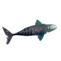 Gray Whale | Types of Whales with Names in English