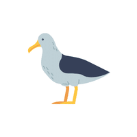 Great Cormorant | Water Birds Names