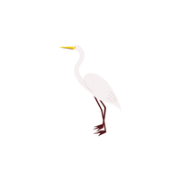 Great Egret | Water Birds Names