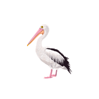 Great White Pelican | Water Birds Names