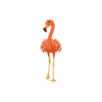 Greater Flamingo
