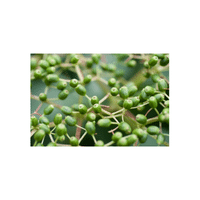 Green Elderberry | List of green fruits