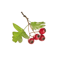 Green Hawthorn Berry | List of green fruits