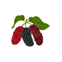 Green Mulberry | List of green fruits