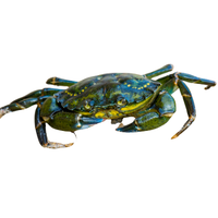 Green Crab | Types of Crabs with Names in English