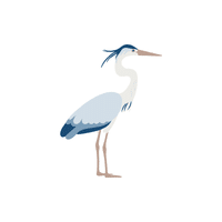 Grey Heron | Water Birds Names