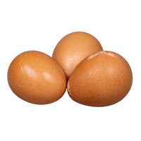 Guinea fowl egg
