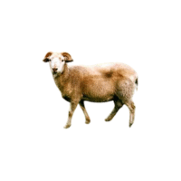 Gulf Coast Native sheep | Types of Sheep Breeds with Names