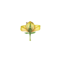 Gynoecium | Parts of Flowers with Names