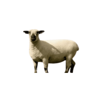 Hampshire sheep | Types of Sheep Breeds with Names