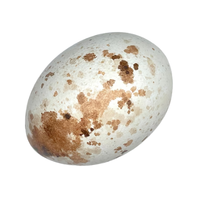 Hawk egg | Types of Eggs with Names in English