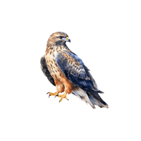 Hawk
