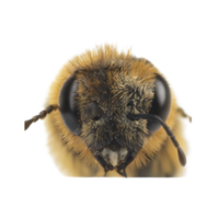 Head | Parts of Bee