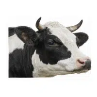 Head  | Parts of Cow with Names in English 