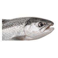 Head | Parts of Fish