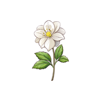 Hellebore