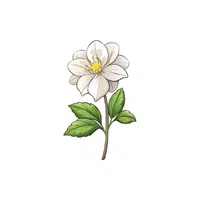 Hellebore