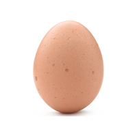 Hen egg | Types of Eggs with Names in English