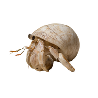 Hermit Crab | Types of Crabs with Names in English