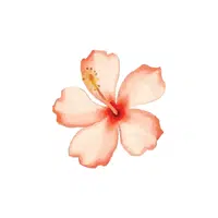 Hibiscus | Plants and Their Names
