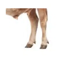 Hindleg  | Parts of Cow with Names in English 