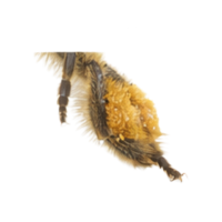 Hindlegs | Parts of Bee