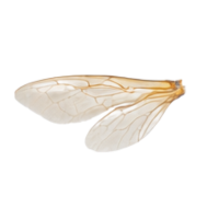 Hindwings | Parts of Bee