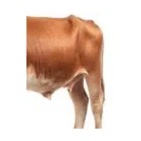 Hip  | Parts of Cow with Names in English 