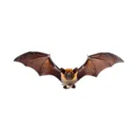 Hoary bat | Types of Bats Breeds with Names
